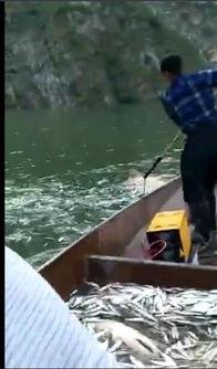 电鱼视频,触目惊心的水下捕捞真相