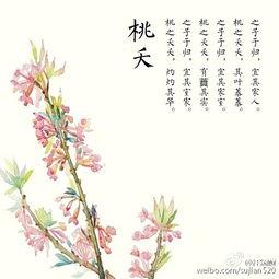 代诗歌视频,代诗歌视频的视觉盛宴