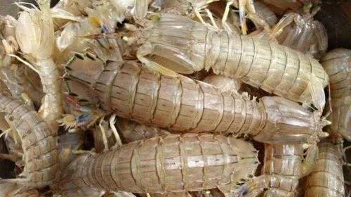 皮皮虾怎么去虾线视频