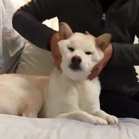 柴犬视频叫,萌宠瞬间，治愈心灵